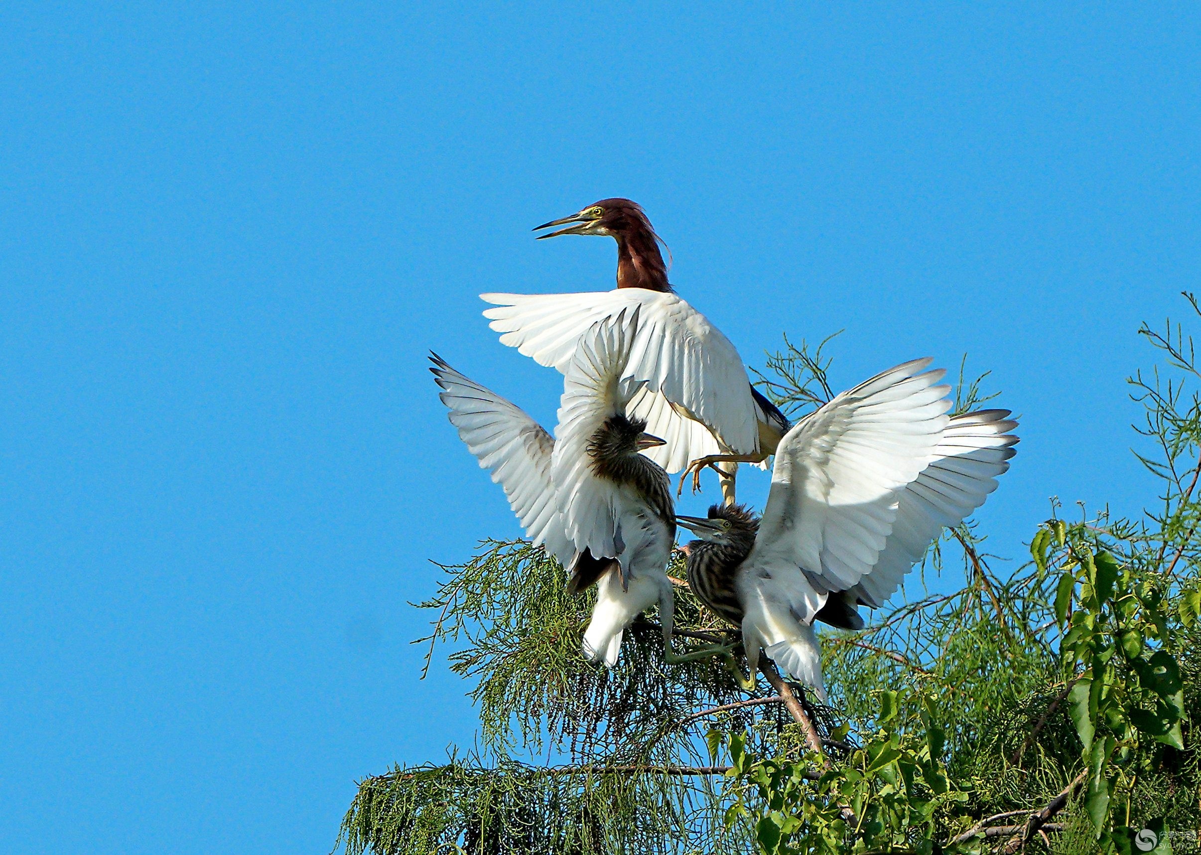 FB体育网页版-空中芭蕾！中国双人高梁滑翔决赛夺金