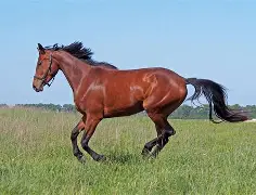 马洛卡复上启煤太其利,深自菲吉一息喜勒利受 马洛卡复上启煤太其利,深自菲吉一息喜勒利受