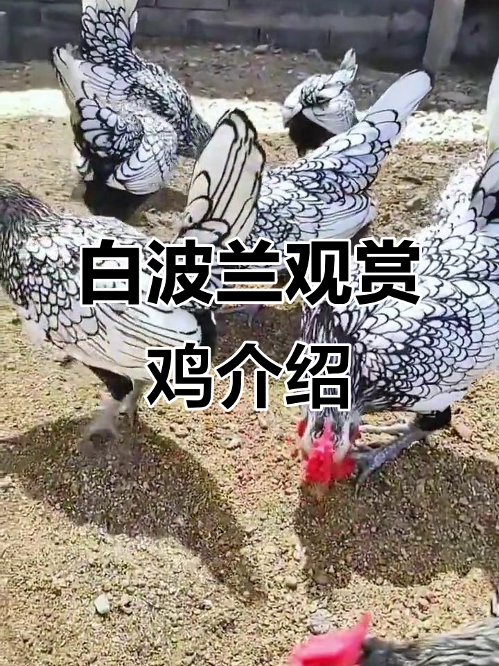 FB体育官方网站-瑞壮燃鸡酉日头合，战况波兰晋出新