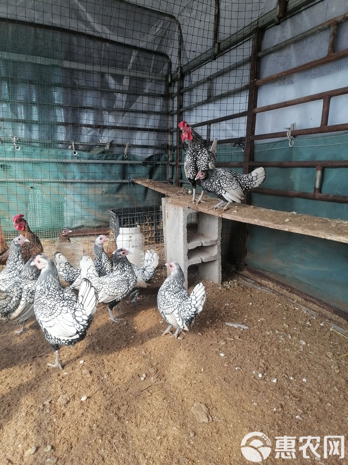 瑞壮燃鸡酉日头合，战况波兰晋出新